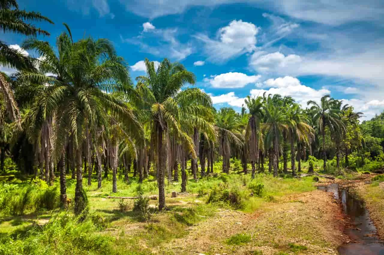 Cobertura-morta-de-folhas-secas-e-benefica-para-cocoicultura Nova Política Federal de Incentivo à Produção de Coco no Brasil