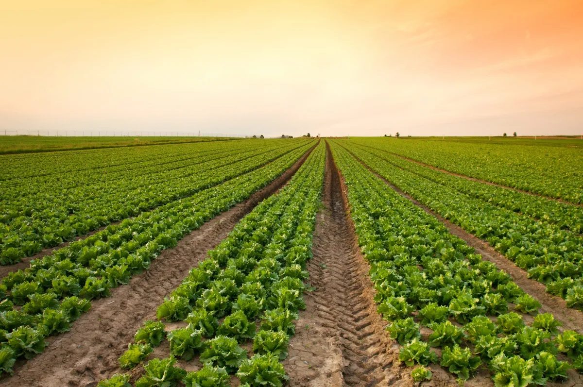 Depositphotos_1382651_l-2015.jpg_989774433 Tecnologia Impulsiona Agricultura Familiar Sustentável