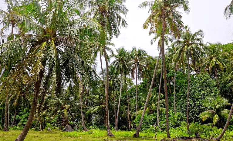 Governo-Federal-institui-a-Politica-de-Incentivo-a-cocoicultura-de-qualidade Nova Política Federal de Incentivo à Produção de Coco no Brasil