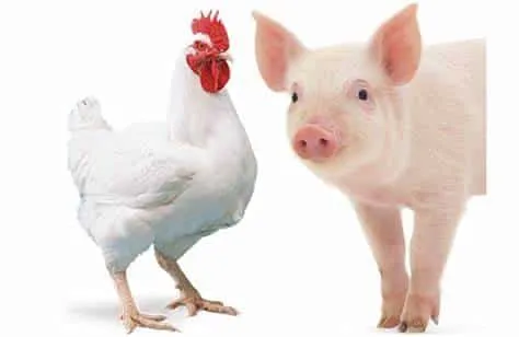 OIP-1-1 Brasil Caminha para Recorde na Produção de Carne em 2025