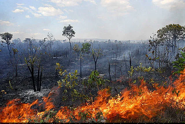 Queimadas-persistem-na-Amazonia-cidades-do-Para Pará Declara Situação de Emergência para Combater Queimadas e Reduzir os Efeitos da Estiagem