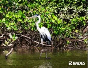 Captura-de-tela-2024-10-25-103405-300x231 BNDES apoia projetos de restauração ecológica na bacia do Xingu nos estados do PA e MT