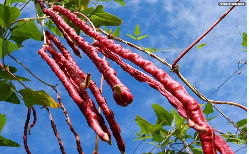 Embrapa lança feijão-de-metro colorido, mais resistente e produtivo 1 feijão