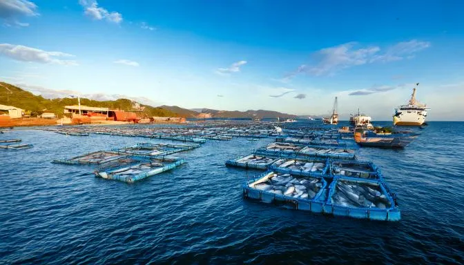 Exportações da piscicultura nacional crescem 174% no terceiro trimestre 2 Exportações da piscicultura nacional cresceram 174% no terceiro trimestre