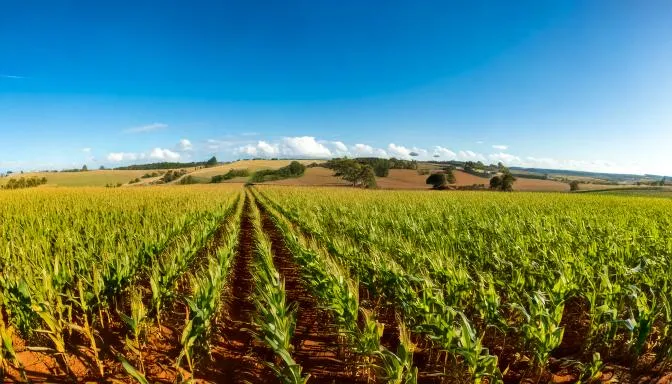 Firefly-plantacao-de-milho-no-brasil-70999 BNDES aprova R$ 500 milhões para planta de etanol de milho no Paraná