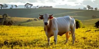 Carne Bovina: Pilar da Exportação Brasileira