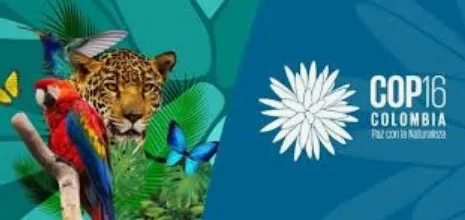 Captura-de-tela-2024-11-04-162611 COP16: Brasil e BID anunciam novas iniciativas para preservar a Amazônia e impulsionar bioeconomia