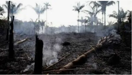 Captura-de-tela-2024-11-07-180805 Investimentos ampliam combate ao desmatamento e recuperação de áreas degradadas na Amazônia