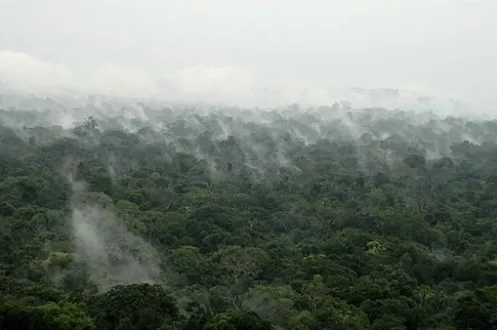 Formação de Novas Partículas Acima das Árvores Contribui para Chuvas na Amazônia 3 partículas