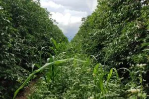 Mix-de-plantas-e1646252409161-300x201 Livro explora os benefícios das plantas de cobertura para a agricultura