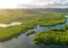 Google investe R$ 20 milhões na sustentabilidade da Amazônia e fortalece a agenda climática global google