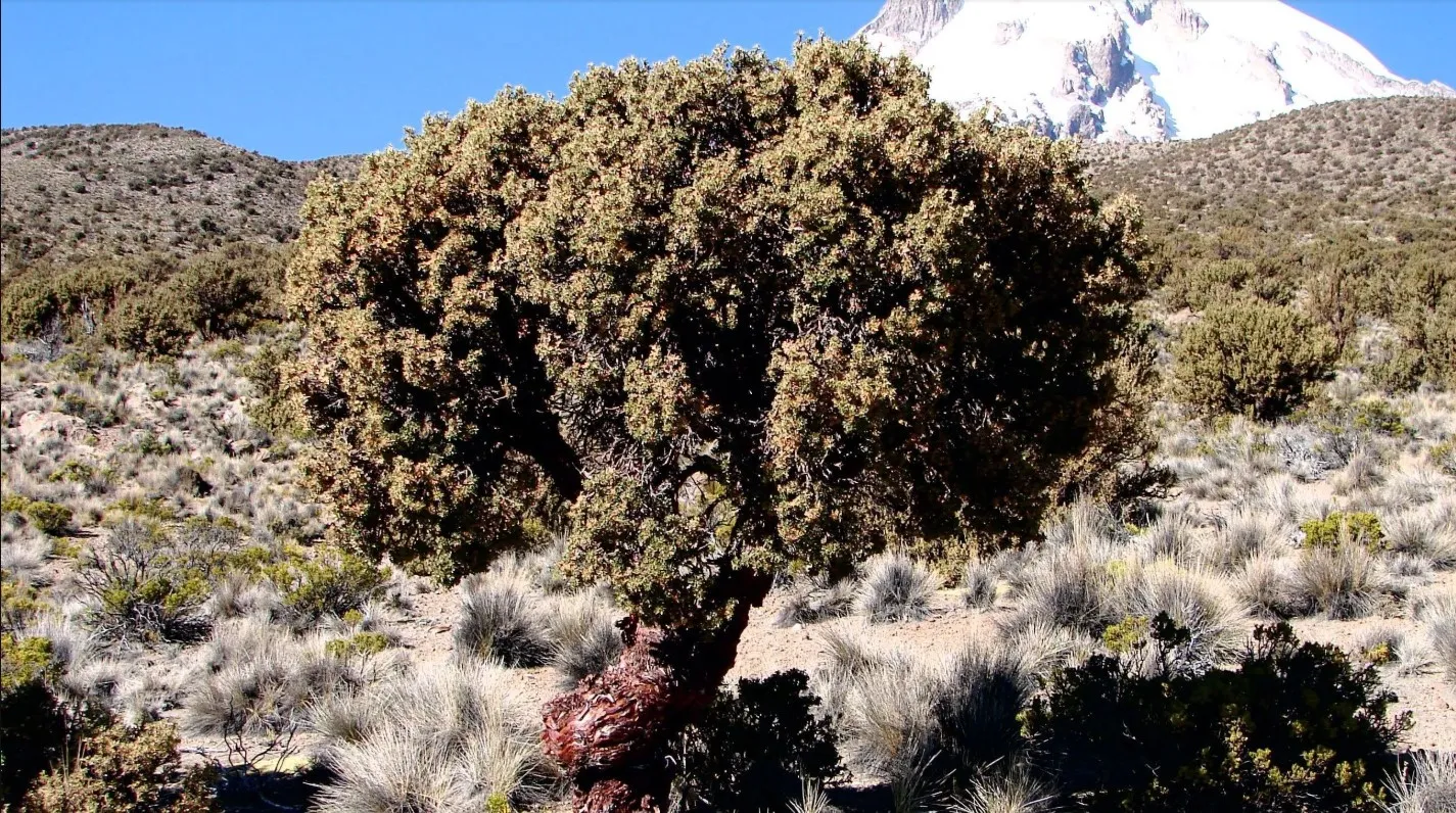 "Árvore-Nuvem": Uma espécie andina sob ameaça que alimenta o Rio Amazonas 3 árvore
