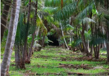 Manejo sustentável ajuda a recuperar produção de açaí no Maranhão 3 manejo
