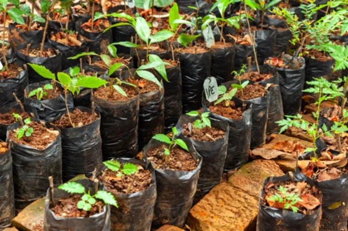 Screenshot-2024-12-19-161049 Manejo sustentável ajuda a recuperar produção de açaí no Maranhão