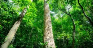 Voc-sabe-o-que-mercado-de-carbono-768x399-1-300x156 Disputas de projetos de carbono na Amazônia levantam preocupações sobre transparência