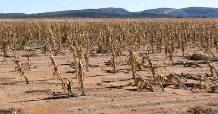 Screenshot-2025-01-06-183302 Impactos drásticos se a maior parte do planeta se transformar em deserto