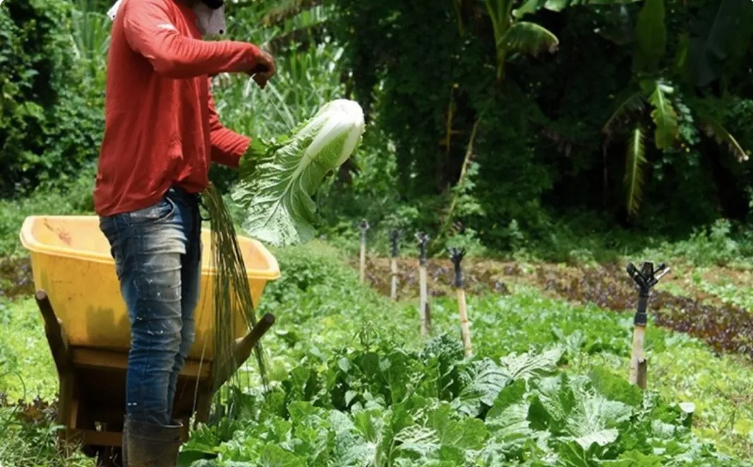 Screenshot-2025-01-07-183243 Compras públicas elevam a renda de agricultores familiares em até 106%