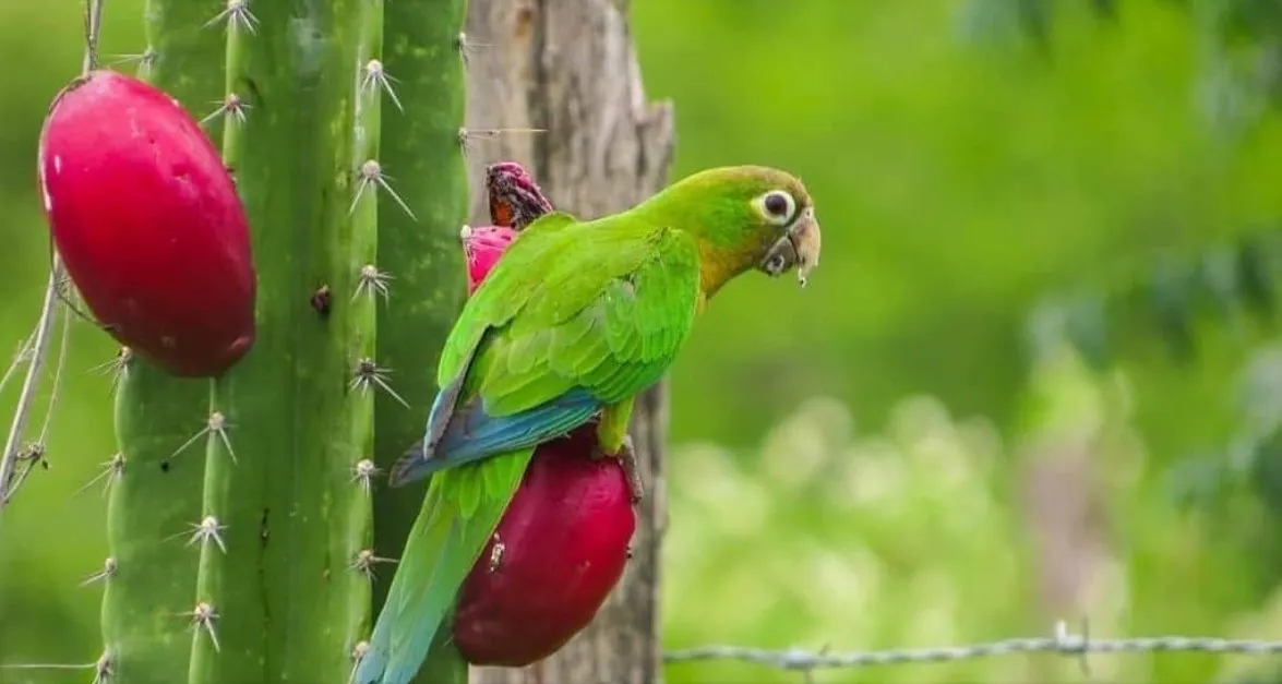 Screenshot-2025-01-10-163357 BNDES e Heineken lançam projeto de reflorestamento da caatinga no Ceará com investimento de R$ 10 Milhões