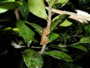 Screenshot-2025-01-10-184234-300x225 Anfíbios da Amazônia e Mata Atlântica enfrentarão severos impactos com a combinação de seca e aquecimento climático