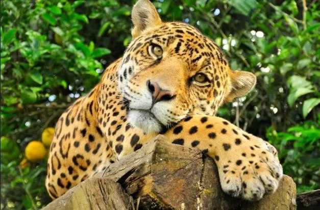 Screenshot-2025-01-13-194035 Tecnologia inova no monitoramento da biodiversidade e clima da Amazônia