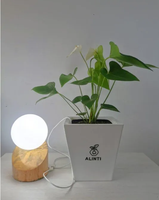 Screenshot-2025-01-17-195515 Jovem peruano revoluciona geração de energia com plantas