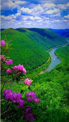 Screenshot-2025-01-21-130610 Os Benefícios Invisíveis da Vida Selvagem