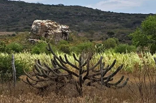 Screenshot-2025-01-27-174502 Transformação sustentável dos assentamentos cearenses, natureza e economia em harmonia
