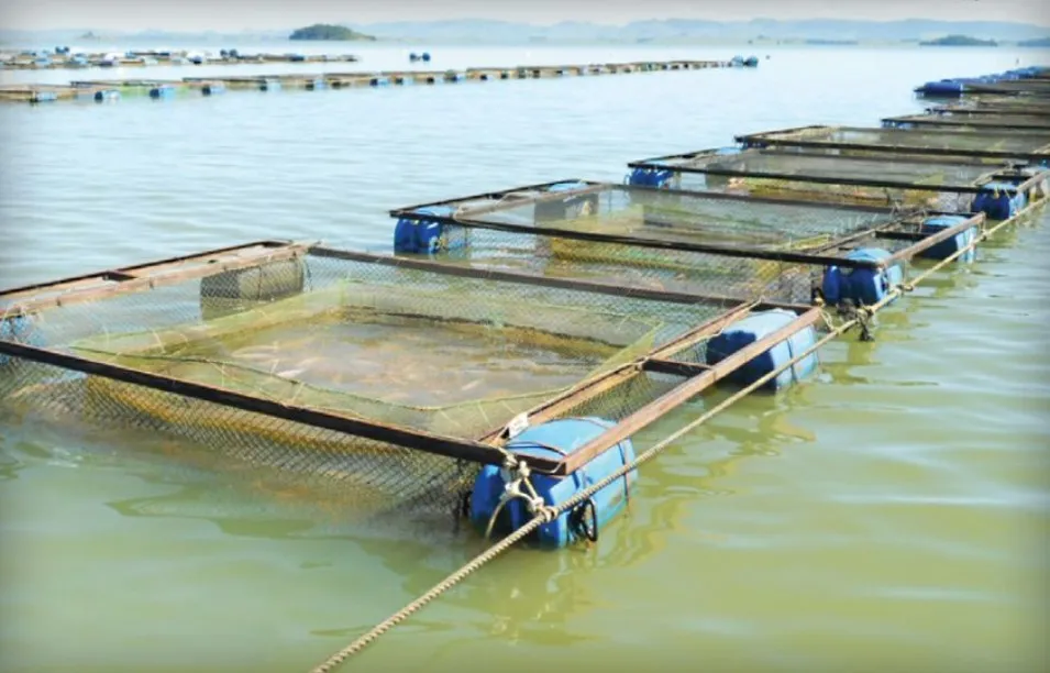 Screenshot-2025-01-28-104631 Instituições públicas e privadas unem-se para criar a certificação exclusiva para o filé de tilápia