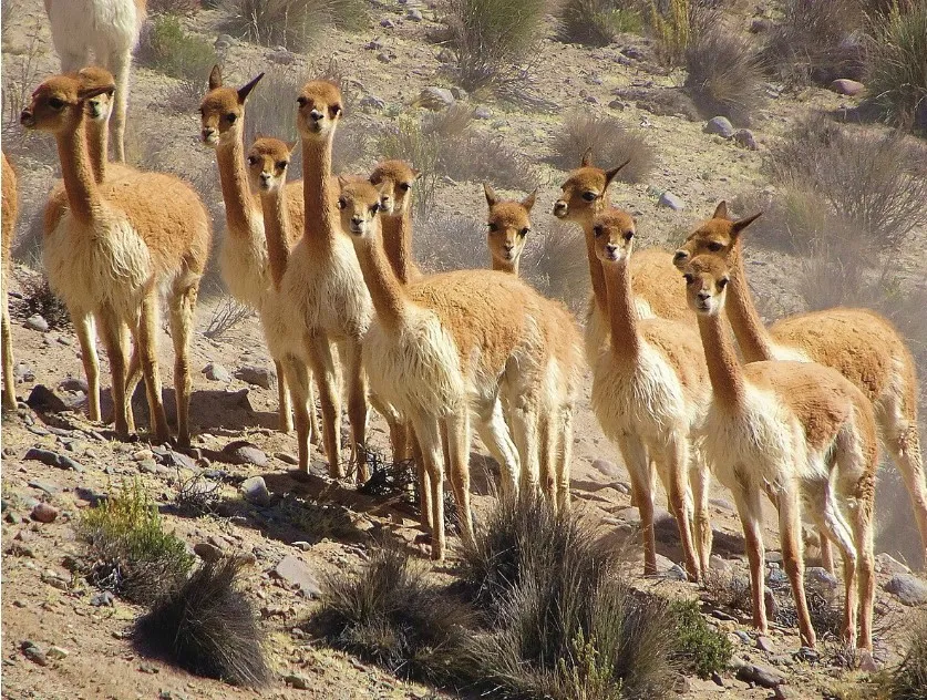 Screenshot-2025-01-29-121345 Fertilizante da Natureza