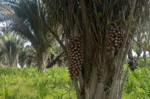 image_processing20211114-17454-8gz2op-300x199 Inscrições abertas para Maratona de Ideias do Babaçu envolvendo professores e estudantes