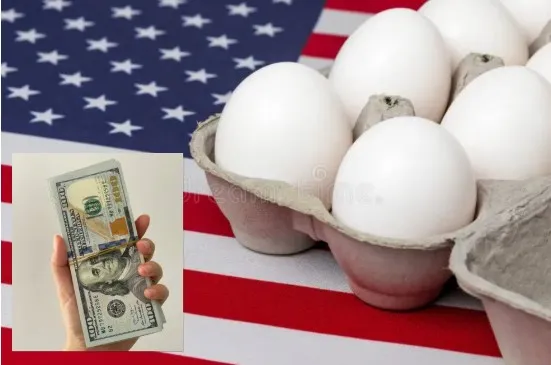 Screenshot-2025-02-13-170141 Ovos mais caros e lucros recordes, como a gripe aviária virou um negócio lucrativo