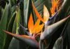 Ave-do-Paraíso (Strelitzia reginae)
