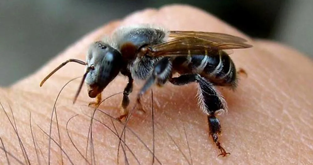 abelha-tiuba-e1744062817442 Insetos com superpoderes conheça os heróis da polinização amazônica