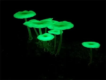 Plantas que brilham no escuro? Descubra os fungos bioluminescentes 2 Plantas que brilham no escuro? Descubra os fungos bioluminescentes
