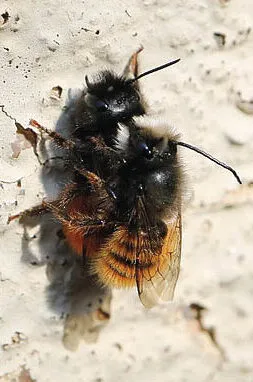 Abelhas-pedreiras_de_dois_chifres_Osmia_cornuta-e1747931853486 As abelhas são afetadas por temperaturas mais altas e uso mais intensivo da terra