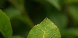O bicho-folha e sua camuflagem perfeita na Amazônia