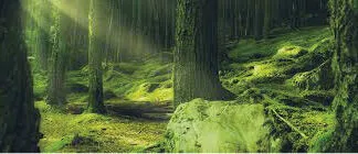 Florestas saudáveis são essenciais para os esforços em prol do clima e da biodiversidade! Colocando isso em prática por meio do Acordo Tripartite Verde, aprimorando o reflorestamento e protegendo a biodiversidade