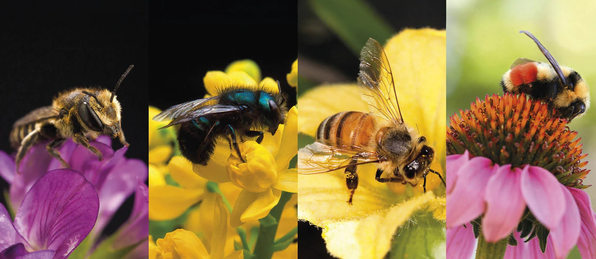 O_impacto_da_agricultura_na_diversidade_das_Abelhas___mais_severo_do_que_se_pensava_anteriormente As abelhas são afetadas por temperaturas mais altas e uso mais intensivo da terra