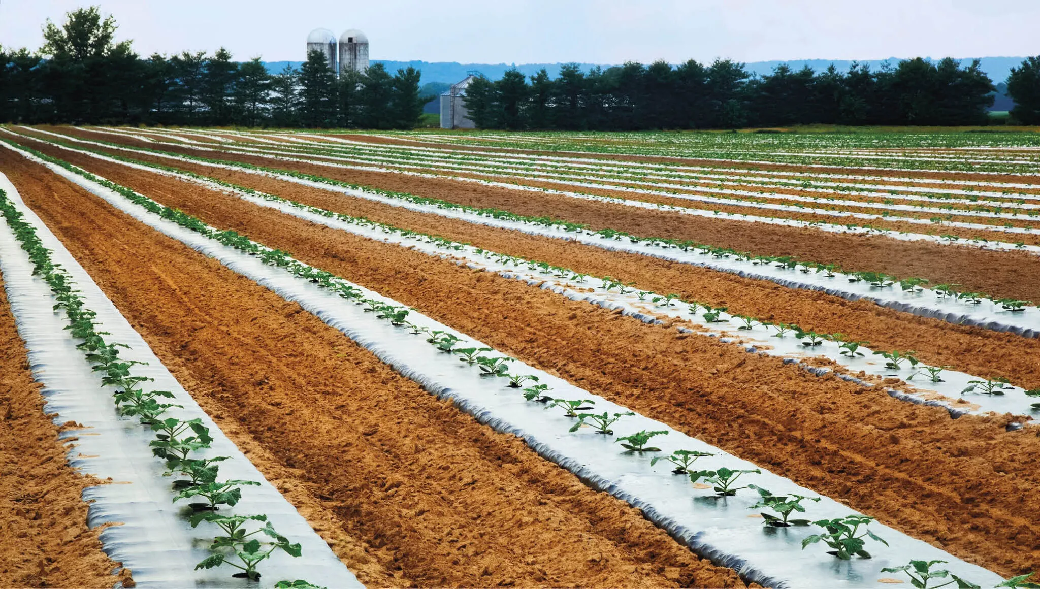 Vegetais_crescendo_sob_pl_stico-scaled Microplásticos interferindo na fotossíntese das plantas