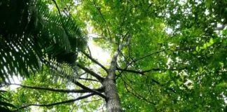 O som das árvores: As florestas produzem música?