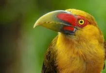 O canto do pássaro marca as horas na natureza