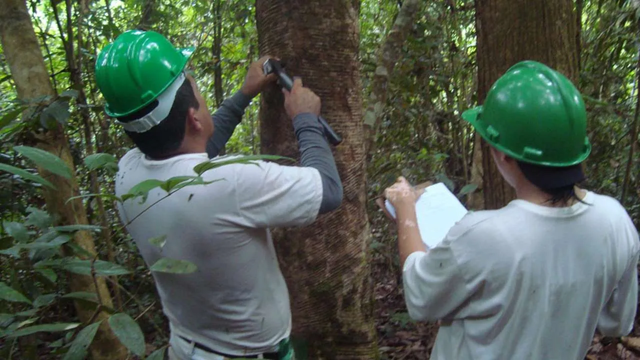 dois-homens-em-uma-floresta-um-deles-esta-marcando-uma-arvore-com-um-martelo-enquanto-o-outro-anota-informacoes-em-uma-prancheta-20250521012208 Comunidades do Acre inovam na produção de mudas de castanha-do-pará