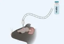 Ilustração de um rato recebendo uma injeção de FGF19 no cérebro.