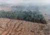 STF autoriza desapropriação de terras com desmatamento ilegal e queimadas criminosas. Decisão reforça princípios do direito ambiental e responsabilização de proprietário