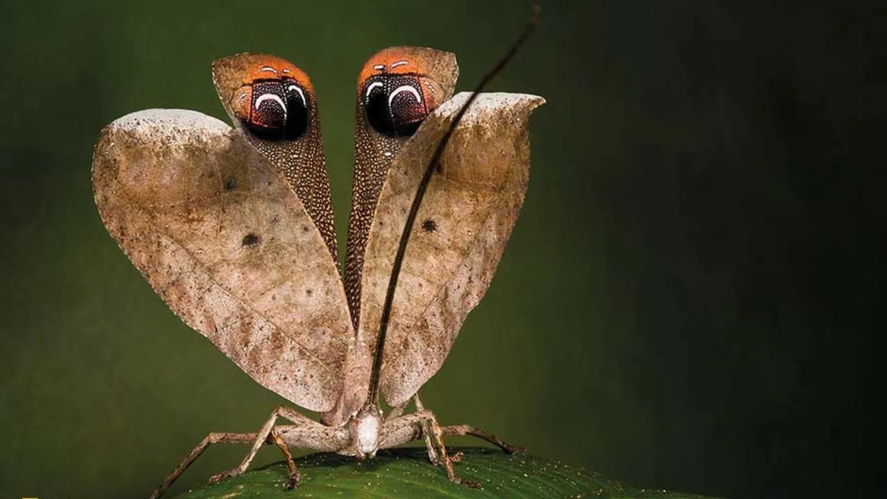 inseto-camuflado-em-folha-seca-com-detalhes-realistas-em-suas-asas-20250521024759 Tatuagem Natural: Como os Animais da Floresta Usam a Camuflagem