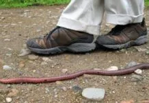 Minhocas de até 3 metros moldam o solo amazônico