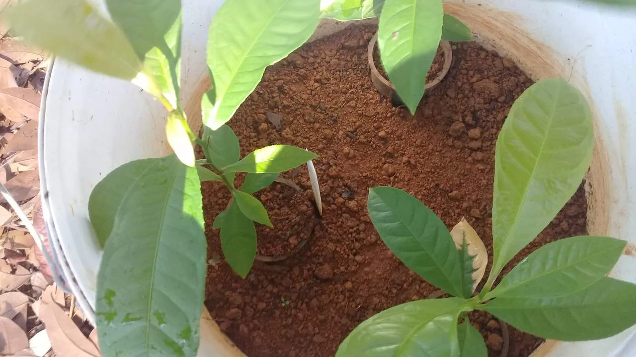 mudas-de-castanha-do-para-em-um-vaso-branco-com-terra-marrom-e-folhas-verdes-as-mudas-estao-em-diferentes-estagios-de-crescimento-20250521012253 Comunidades do Acre inovam na produção de mudas de castanha-do-pará