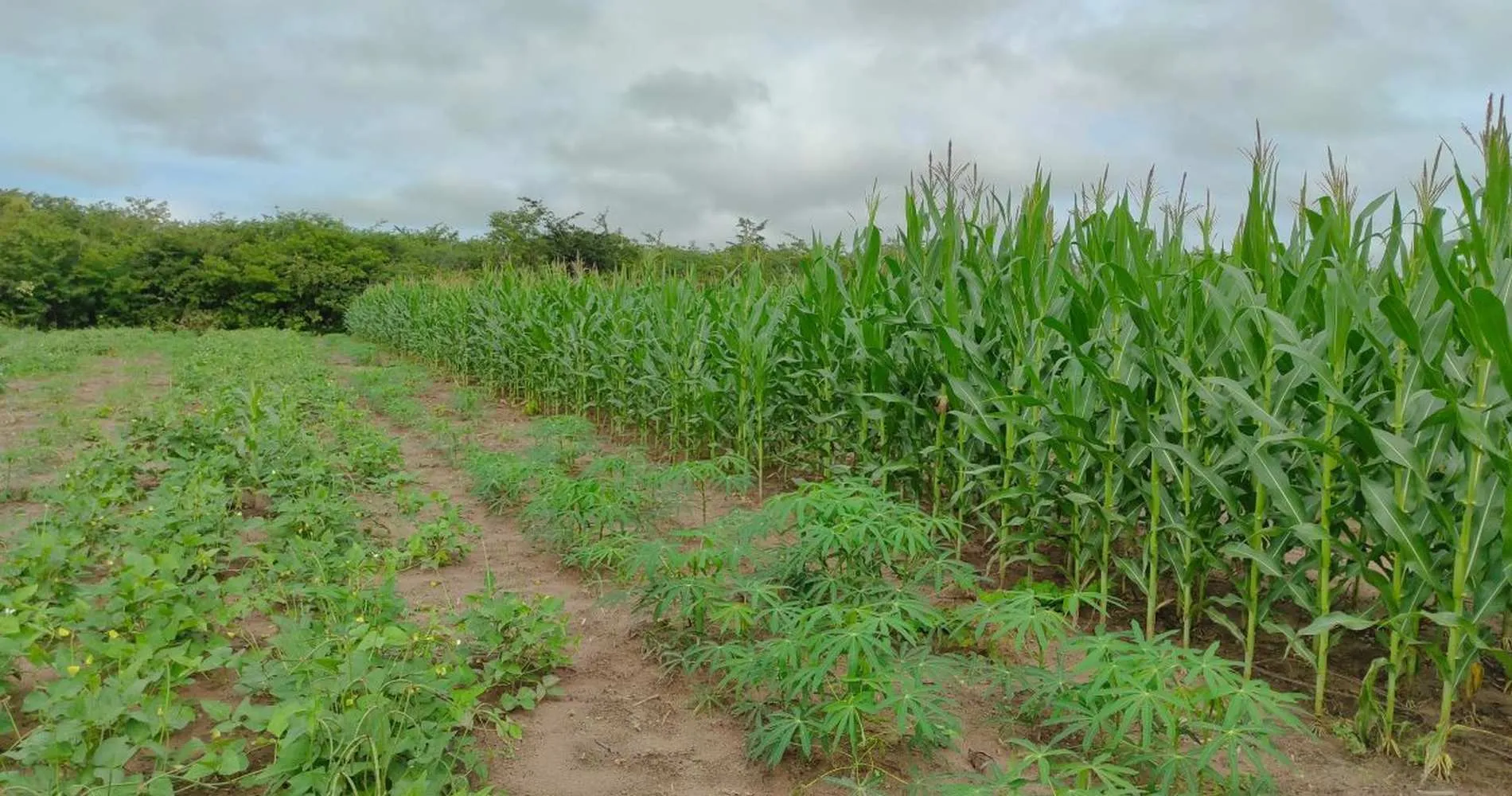 Técnicas em plantações de milho, mandioca e feijão em um campo aberto, com um fundo de árvores.
