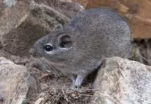 Rato boiadeiro, um roedor com pelagem cinza, deitado sobre rochas e olhando para a esquerda.