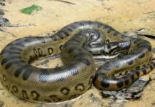 Sucuri, uma cobra gigante, enrolada em um ambiente natural, mostrando sua pele escamosa e padrões distintivos.